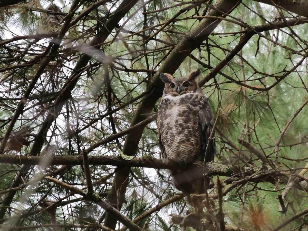 Great Horned Owl - ML644369710