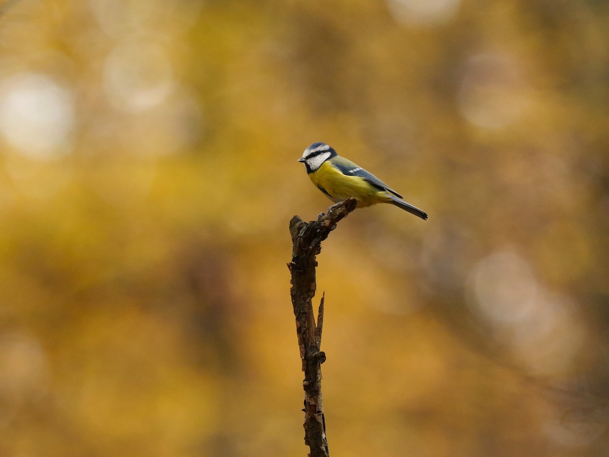 Eurasian Blue Tit - ML644369713