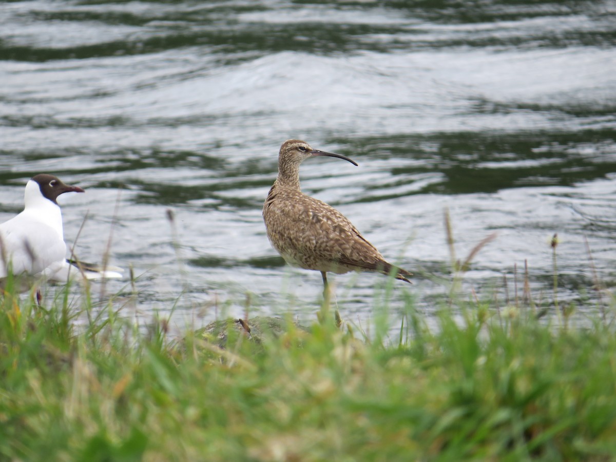 Hudsonian/Eurasian Whimbrel - ML644369728
