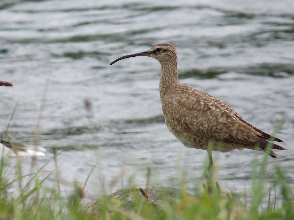 Hudsonian/Eurasian Whimbrel - ML644369729