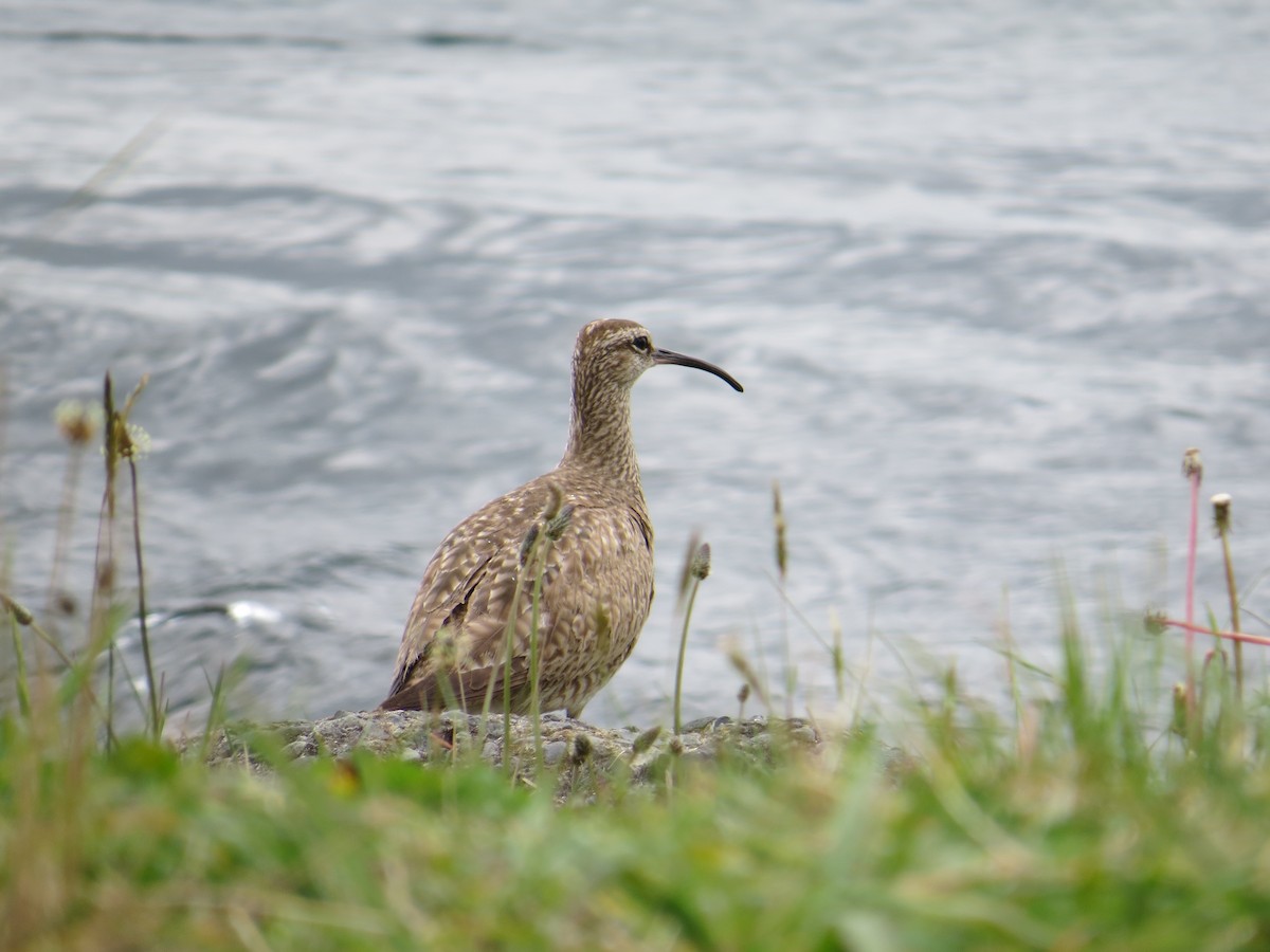 Hudsonian/Eurasian Whimbrel - ML644369730
