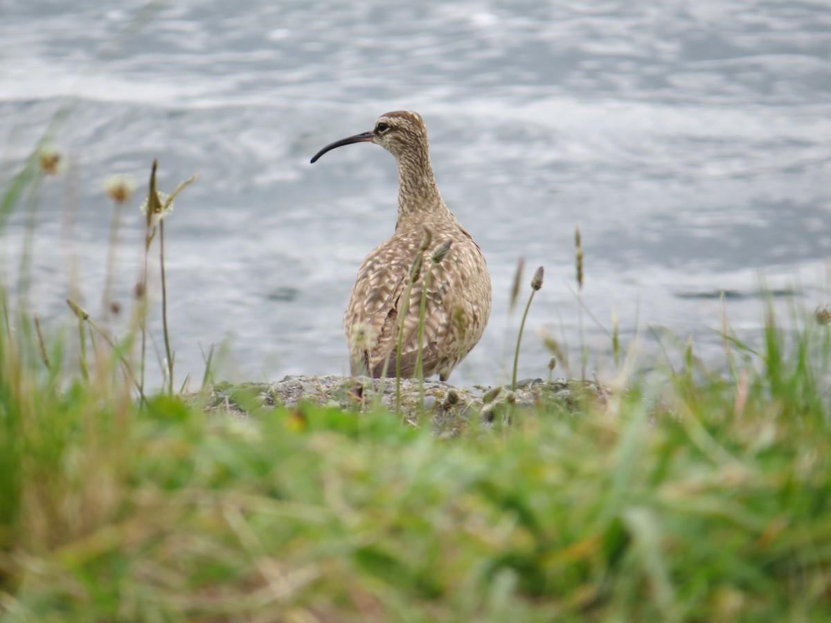 Hudsonian/Eurasian Whimbrel - ML644369731