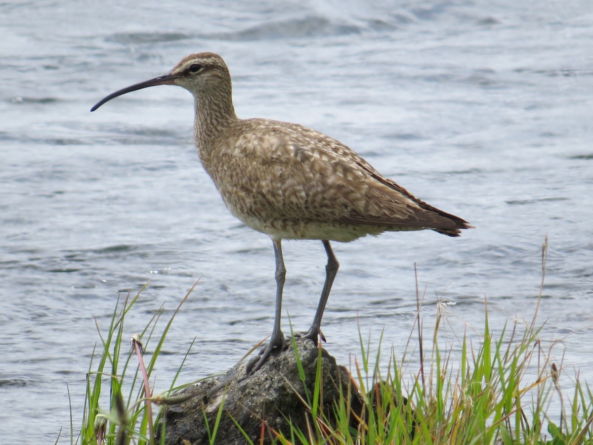 Hudsonian/Eurasian Whimbrel - ML644369732