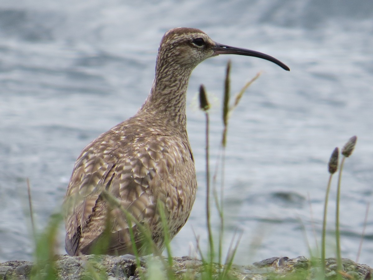 Hudsonian/Eurasian Whimbrel - ML644369733