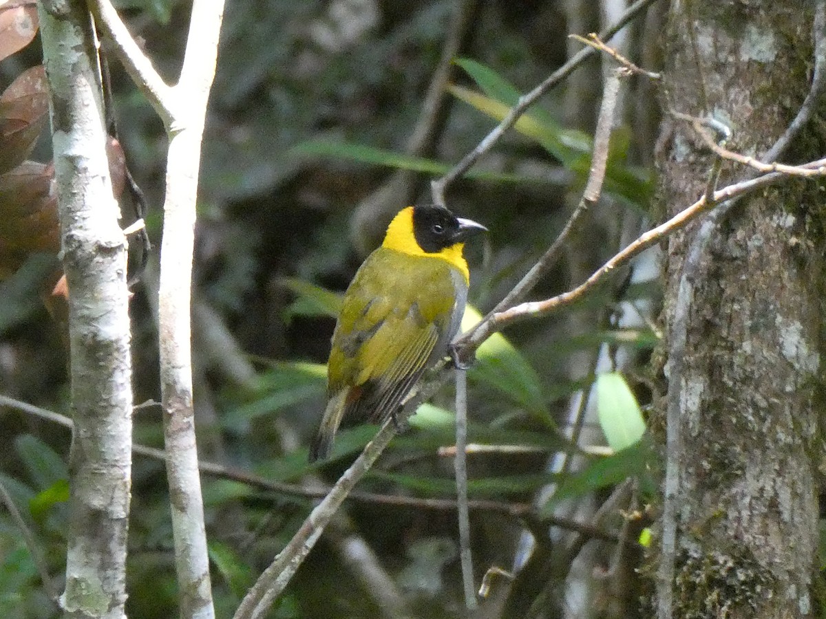 Nelikurvi Dokumacısı - ML644369750