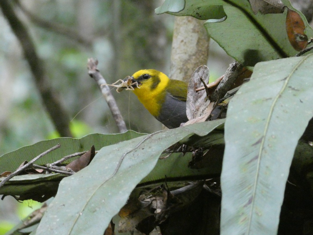 Nelikurvi Dokumacısı - ML644369751