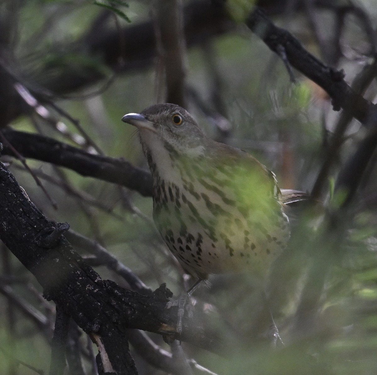 brunspottefugl - ML644369756