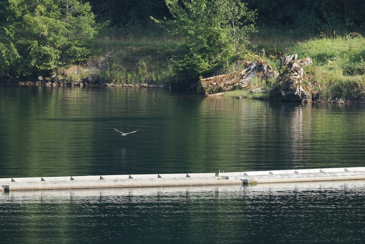 Arrano arrantzalea - ML644369767