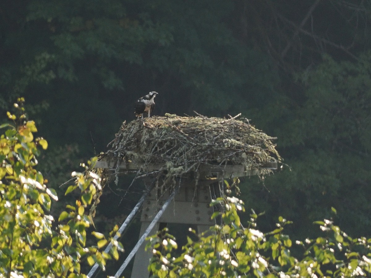 Arrano arrantzalea - ML644369771