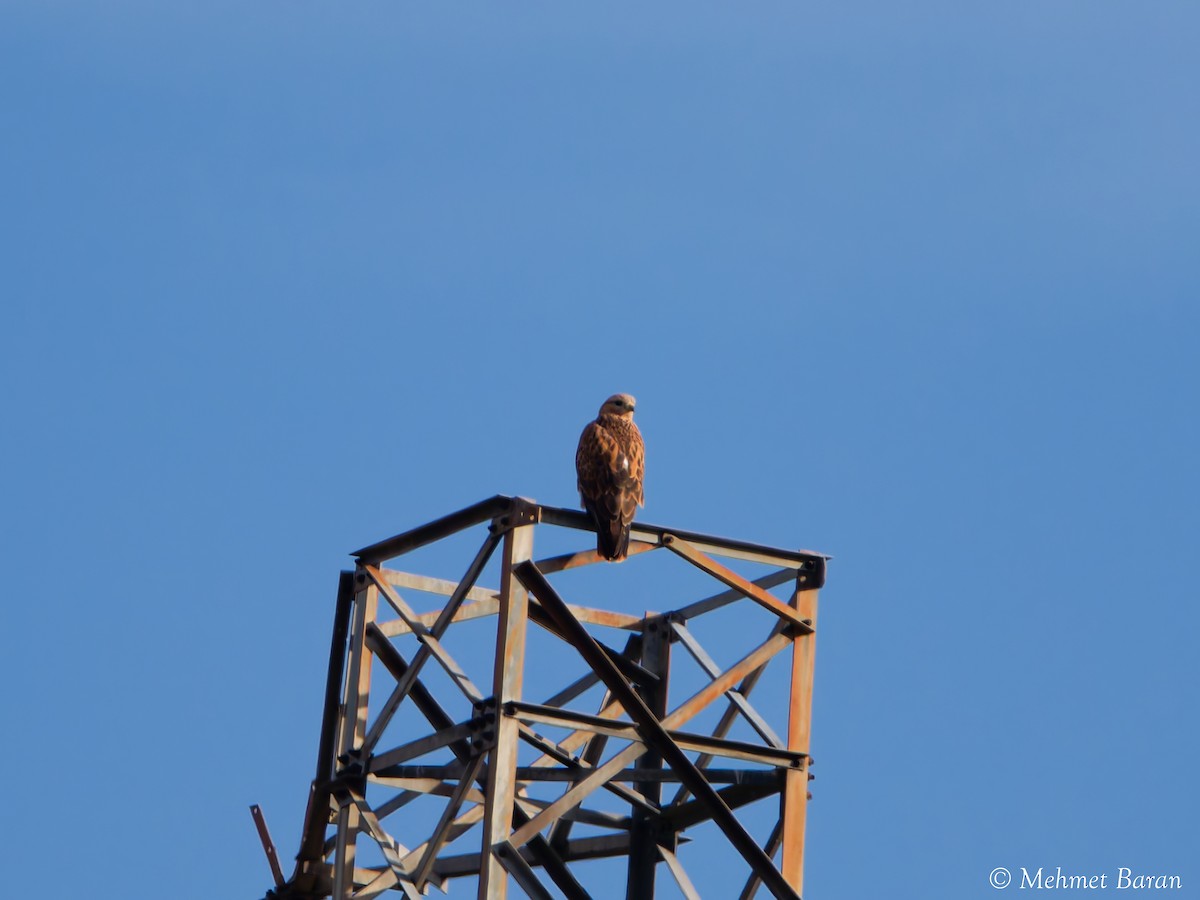 Long-legged Buzzard - ML644369772