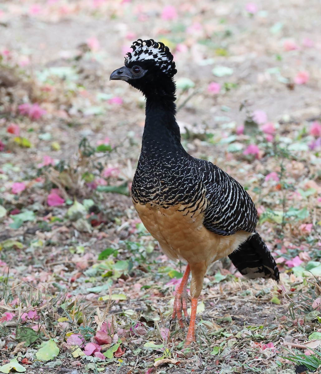 hoko žlutozobý - ML644369775