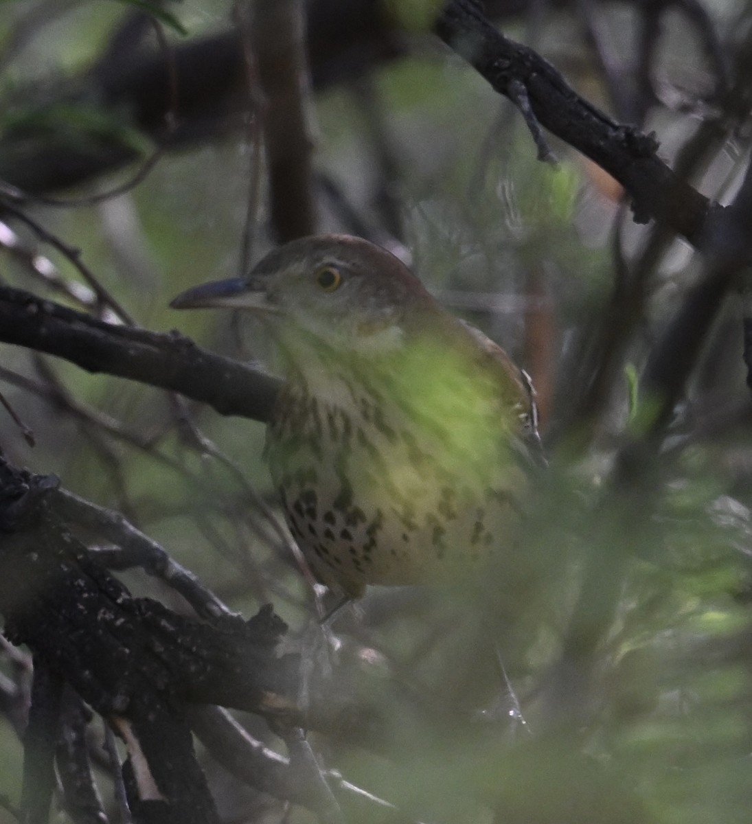 brunspottefugl - ML644369785