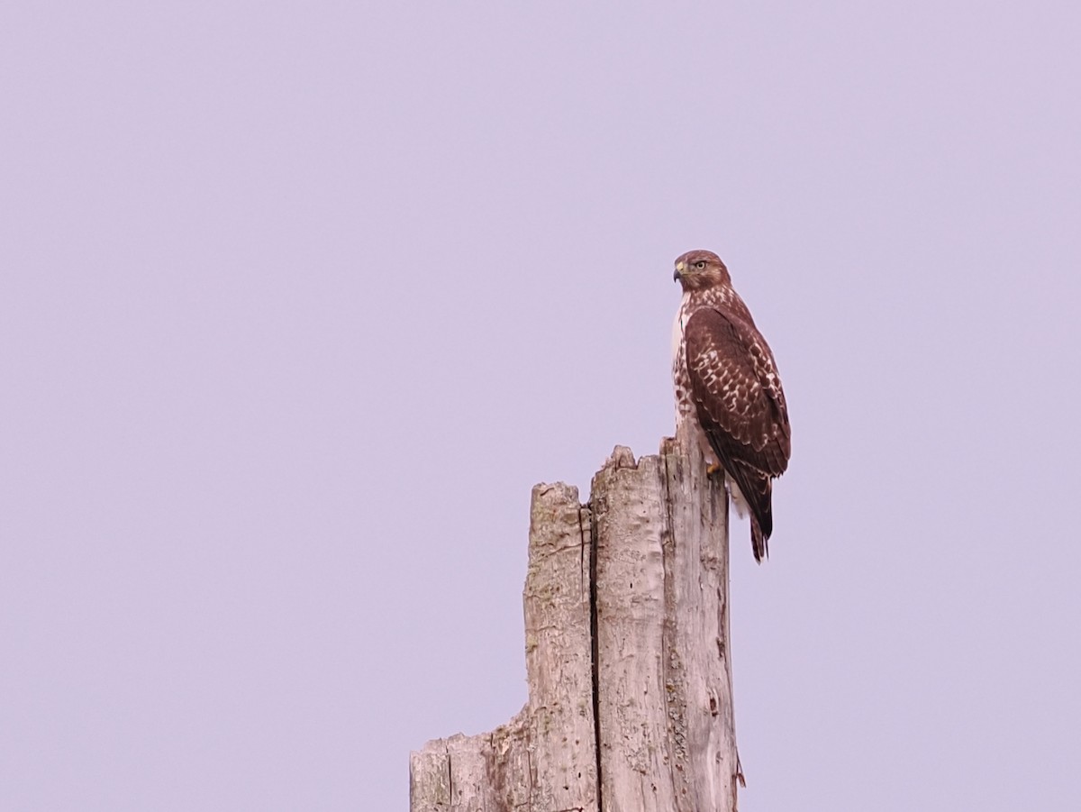 Zapelatz buztangorria - ML644369804