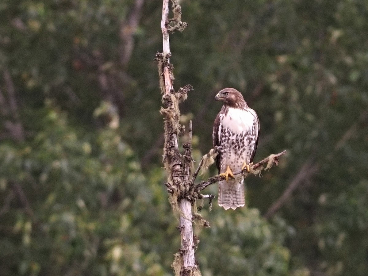 Zapelatz buztangorria - ML644369805