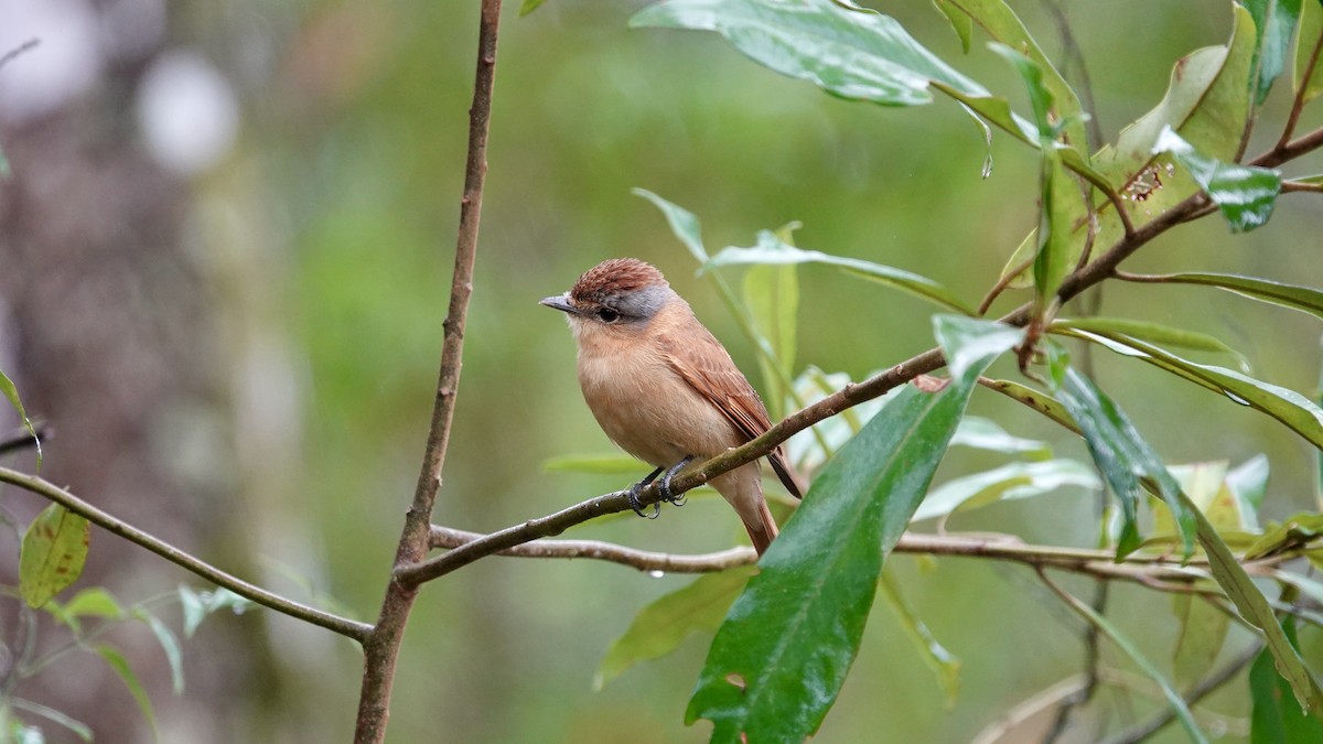 Bécarde à calotte rousse - ML644369806