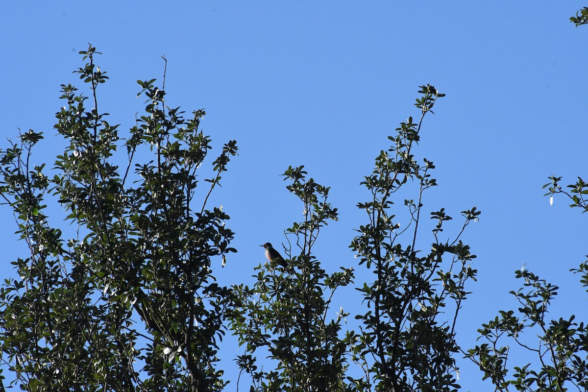 Lewis's Woodpecker - ML644369825