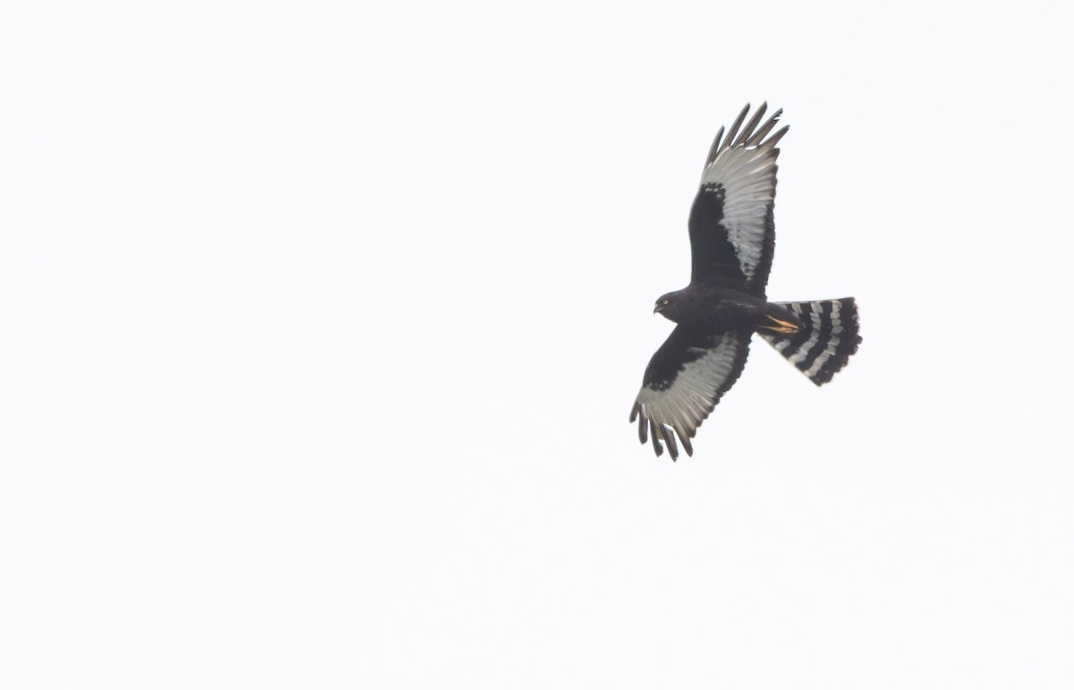 Black Harrier - ML644369829