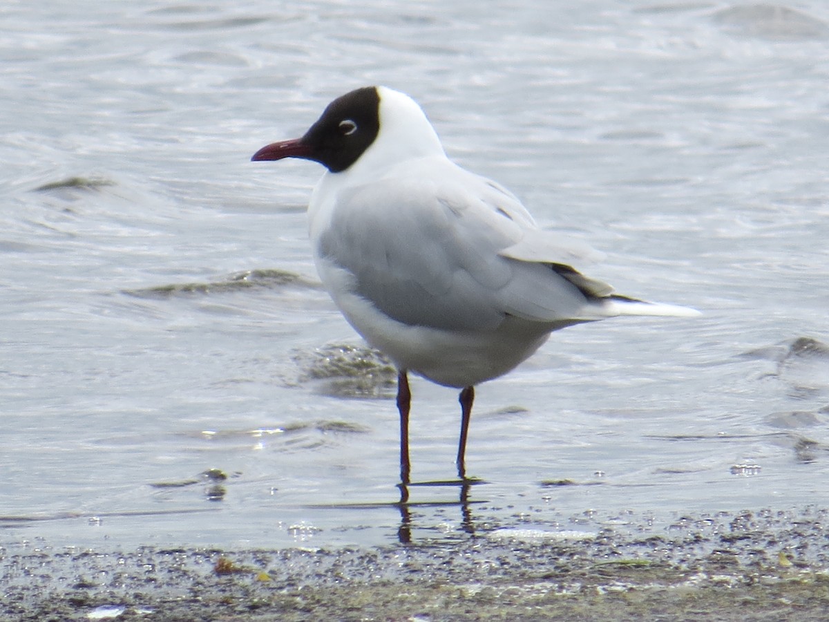 Brown-hooded Gull - ML644369857