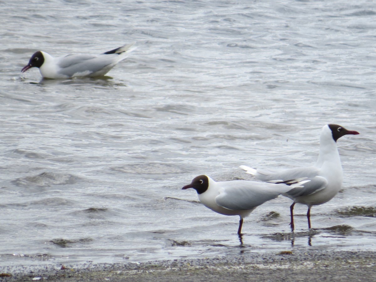 Brown-hooded Gull - ML644369858