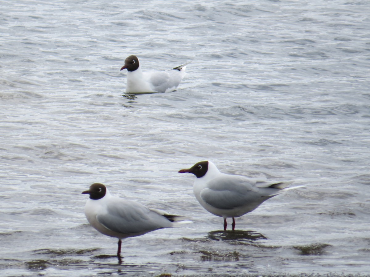 Brown-hooded Gull - ML644369859