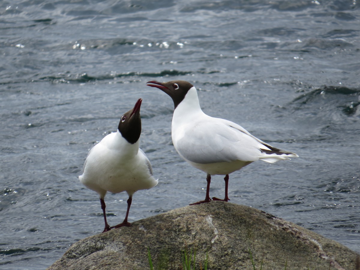 Brown-hooded Gull - ML644369860