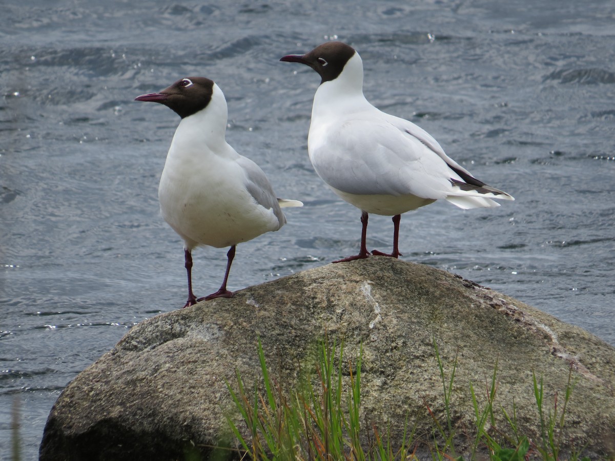 Brown-hooded Gull - ML644369861
