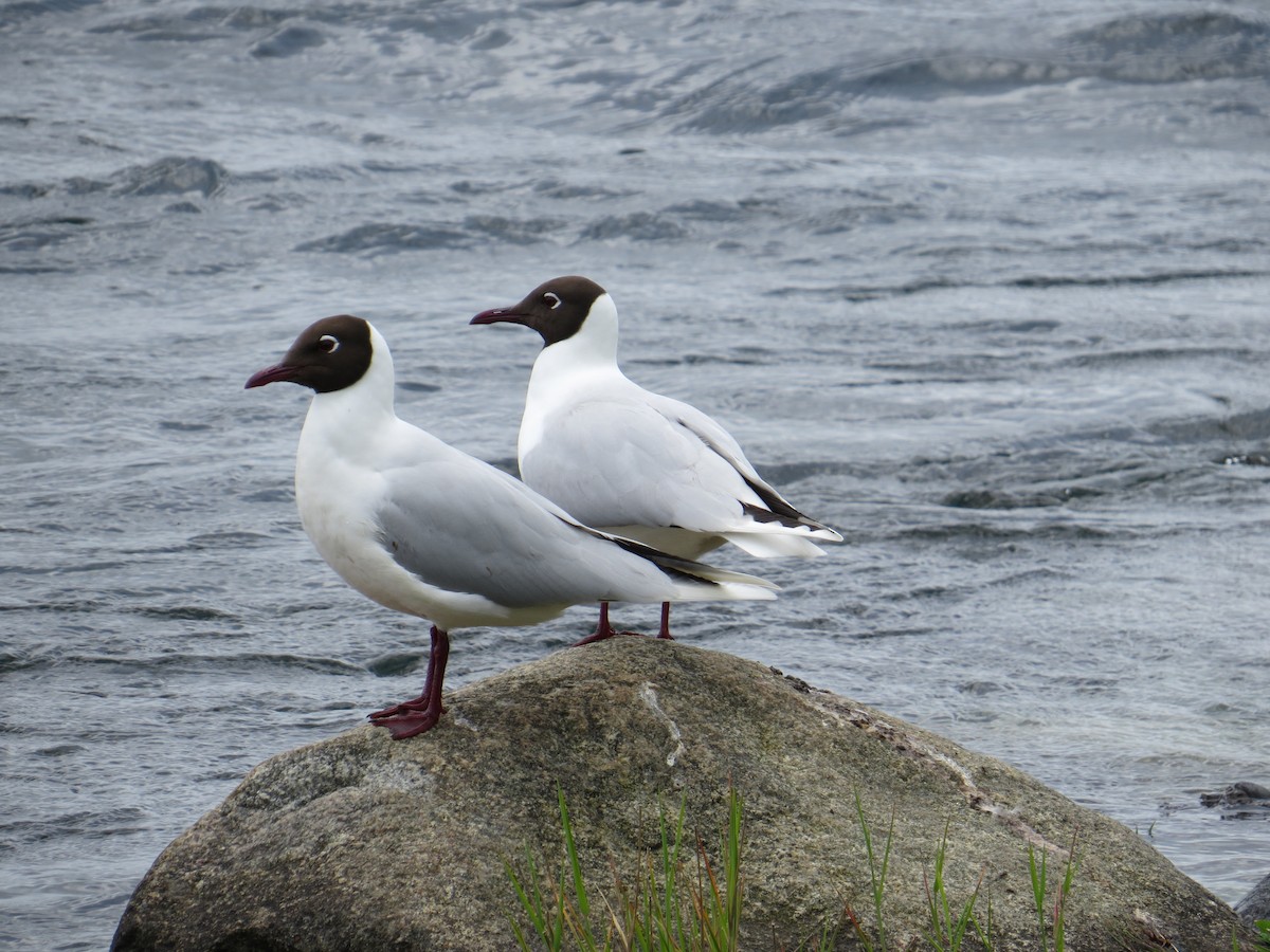 Brown-hooded Gull - ML644369862