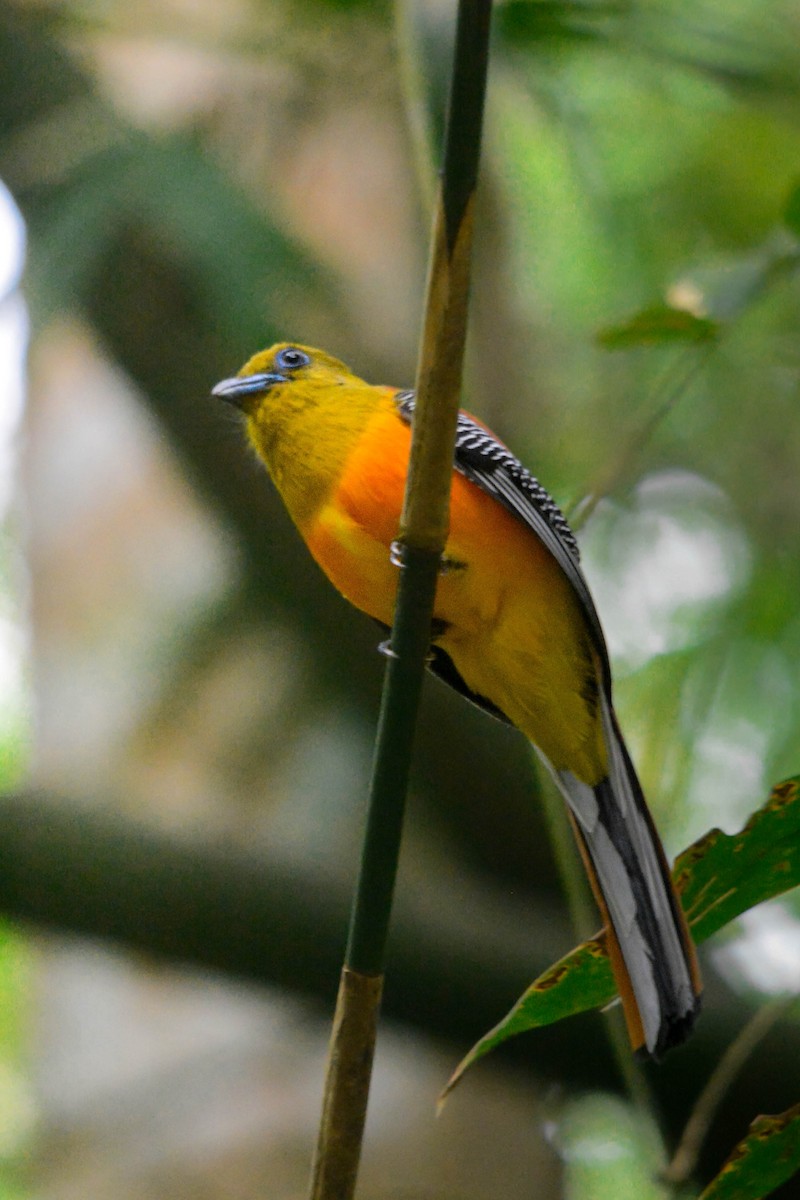 Orange-breasted Trogon - ML644369863