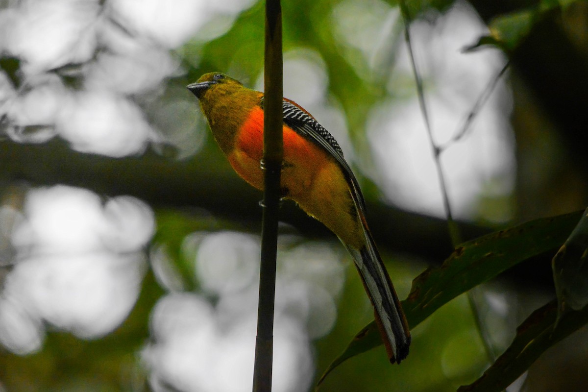 Orange-breasted Trogon - ML644369864