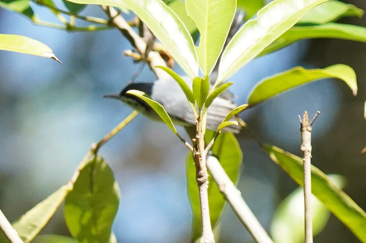 mayamyggsmett - ML644369868