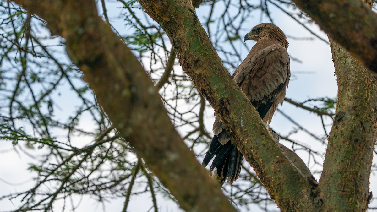 Tawny Eagle - ML644369872