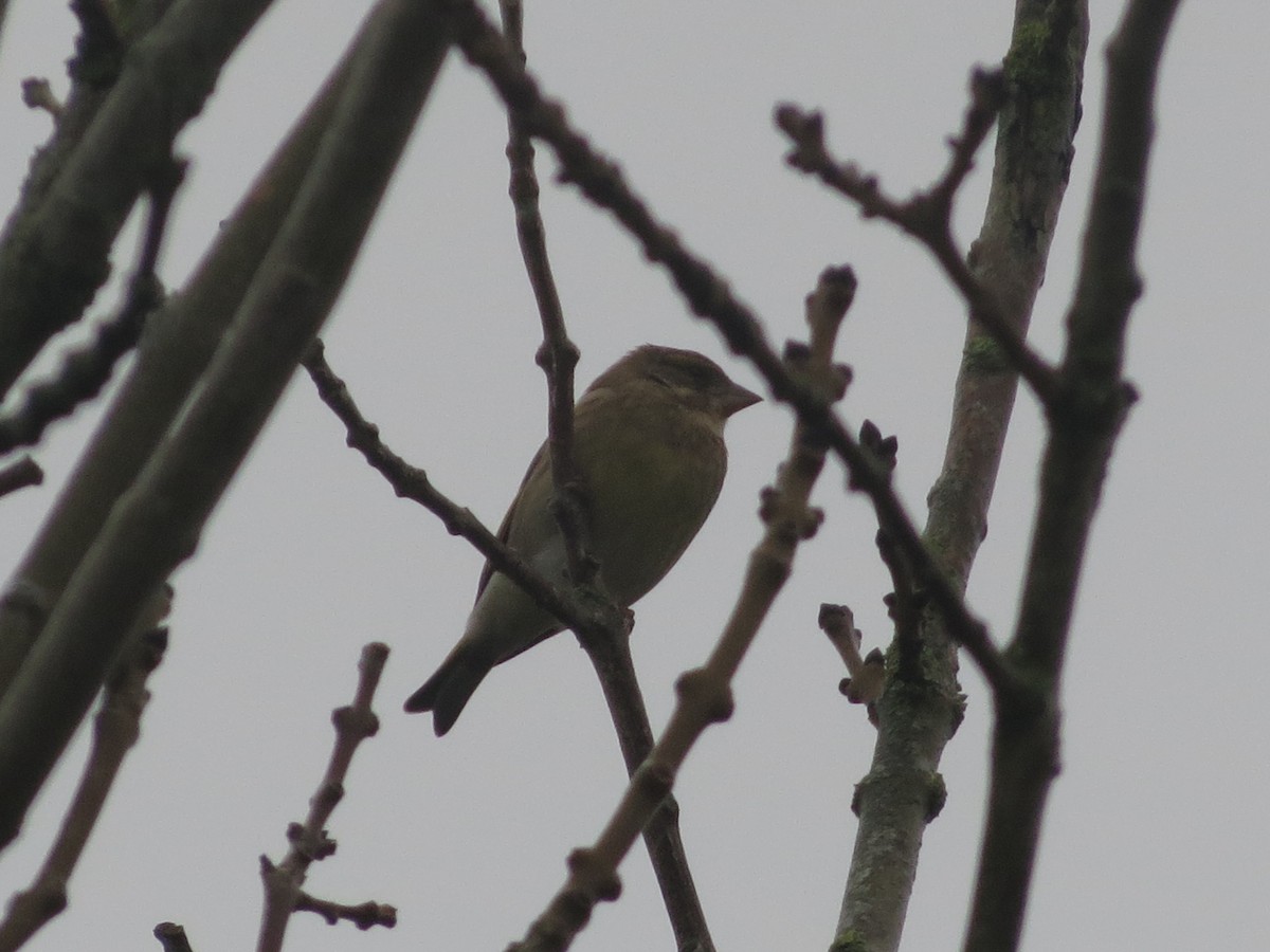 zvonek zelený - ML644369886