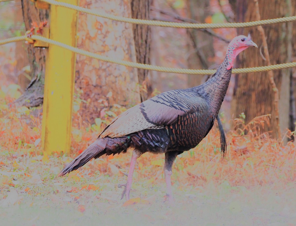 Wild Turkey - ML644369890