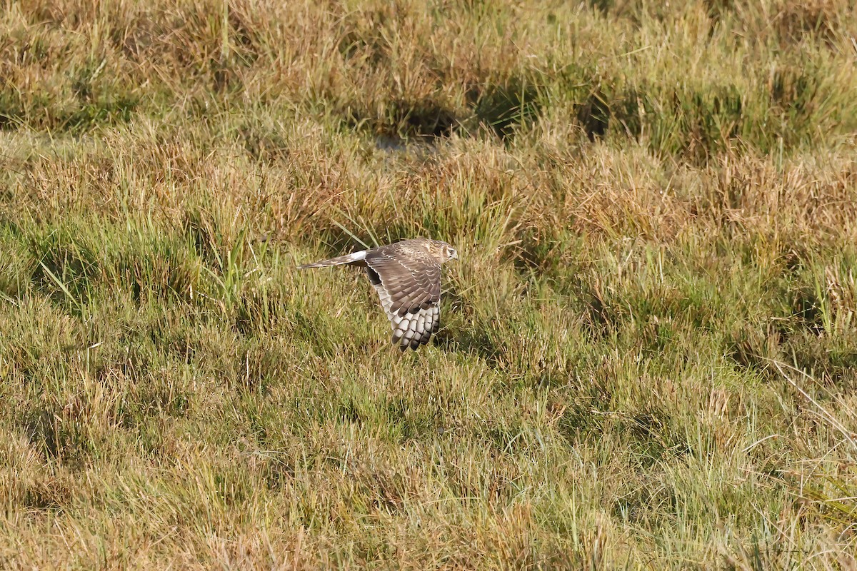Саарал хулд - ML644369897