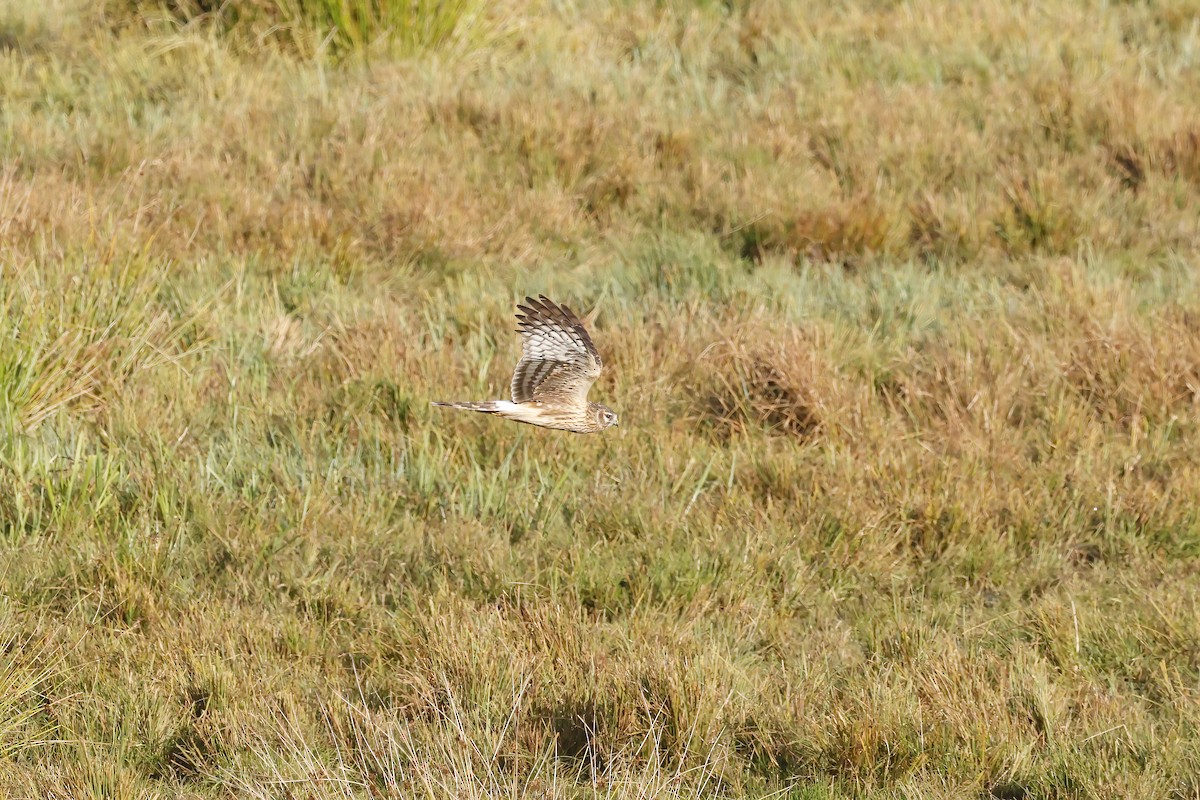 Саарал хулд - ML644369898