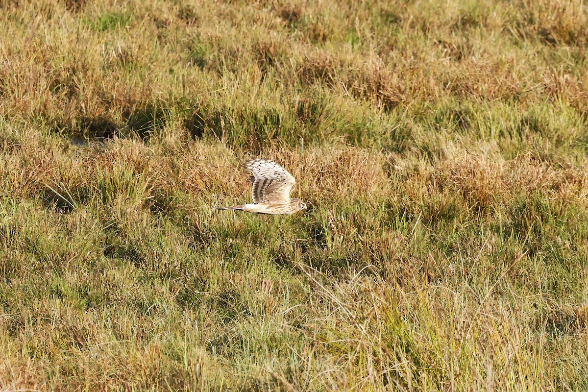 Саарал хулд - ML644369903