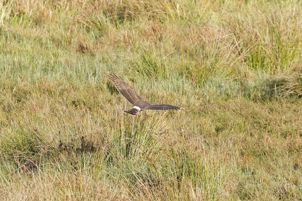 Саарал хулд - ML644369904