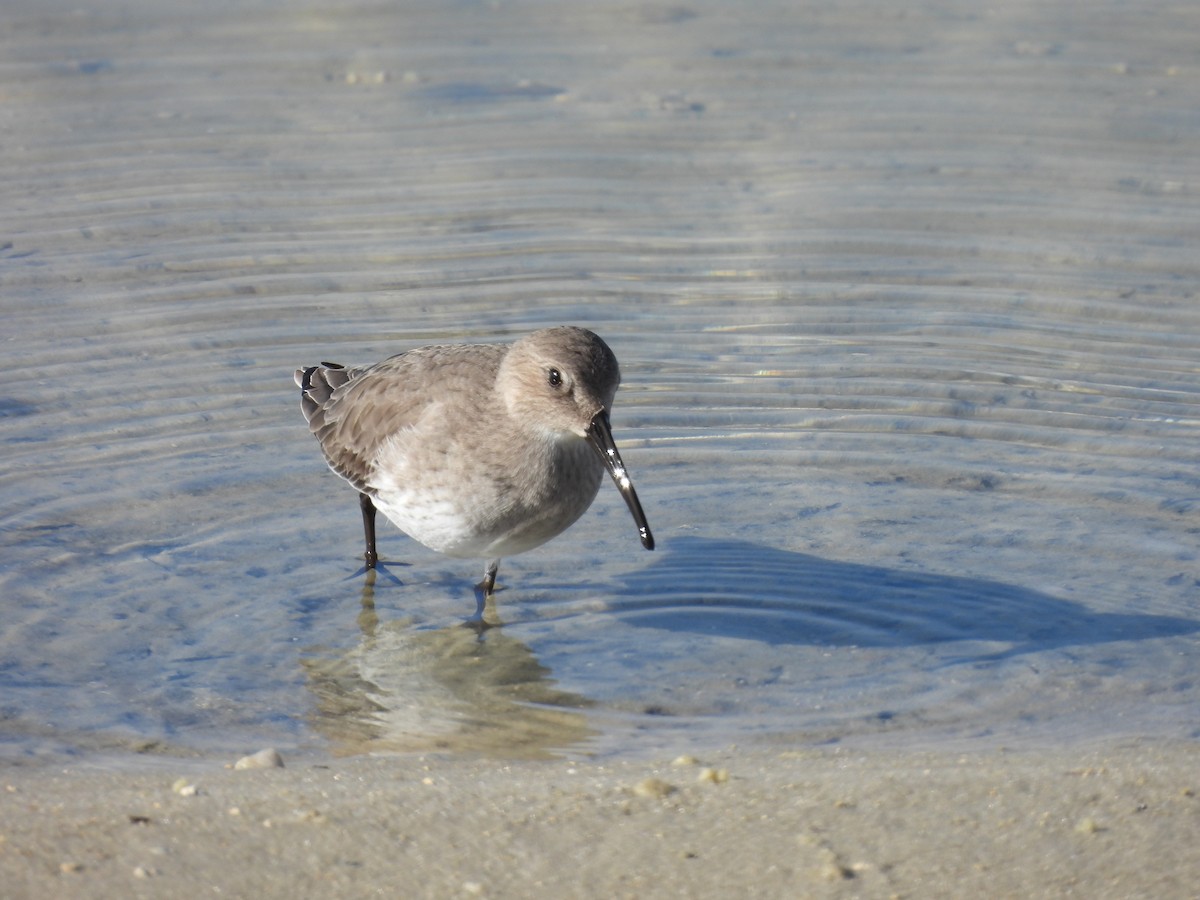 jespák obecný - ML644369906