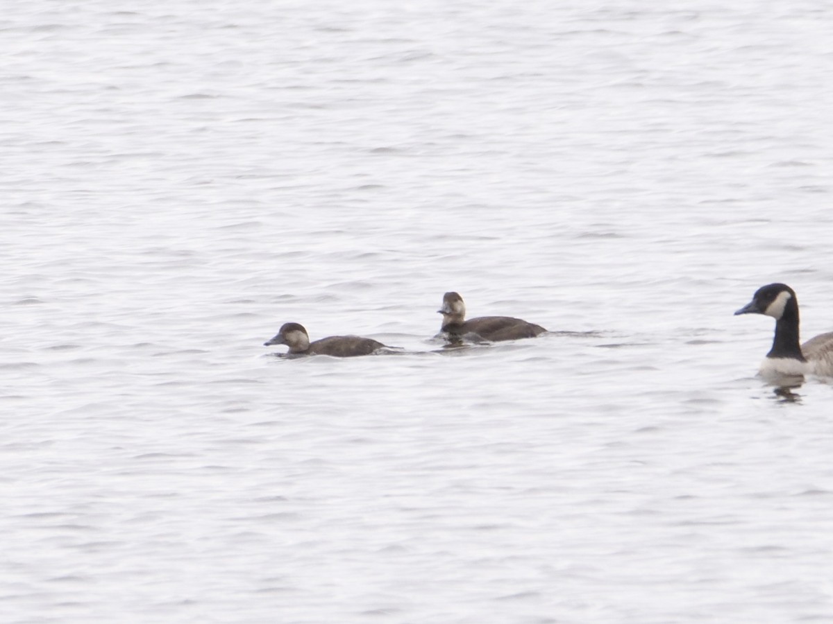 amerikasvartand - ML644369907