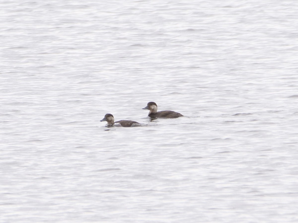 amerikasvartand - ML644369908