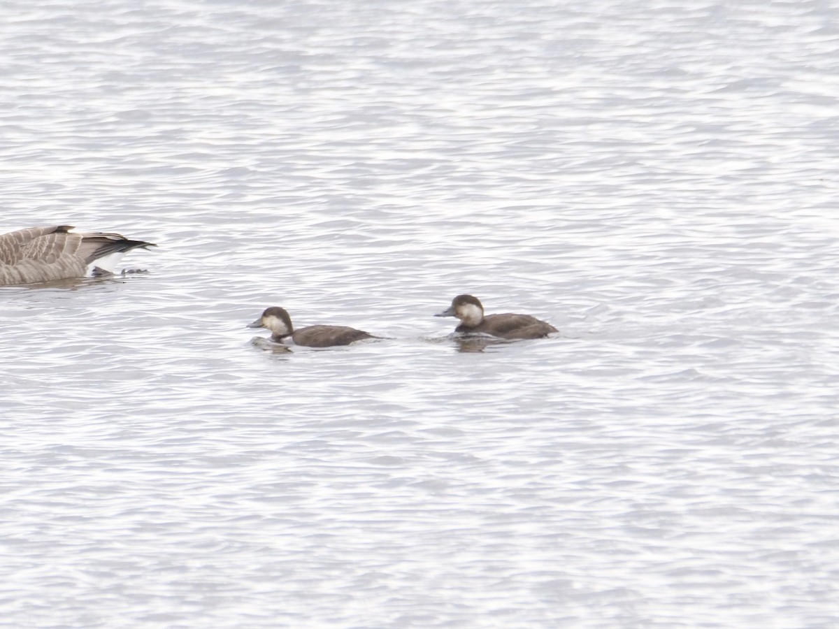 amerikasvartand - ML644369909