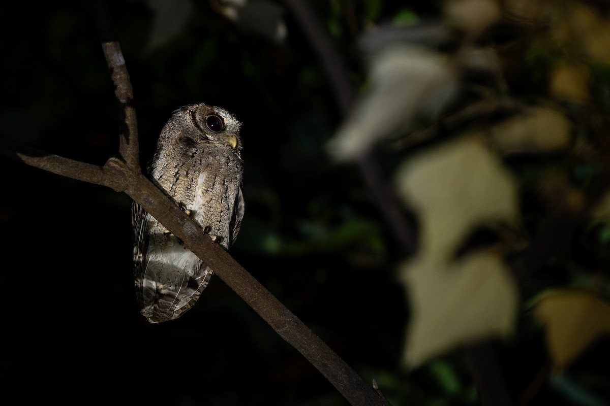 Collared Scops-Owl - ML644369921
