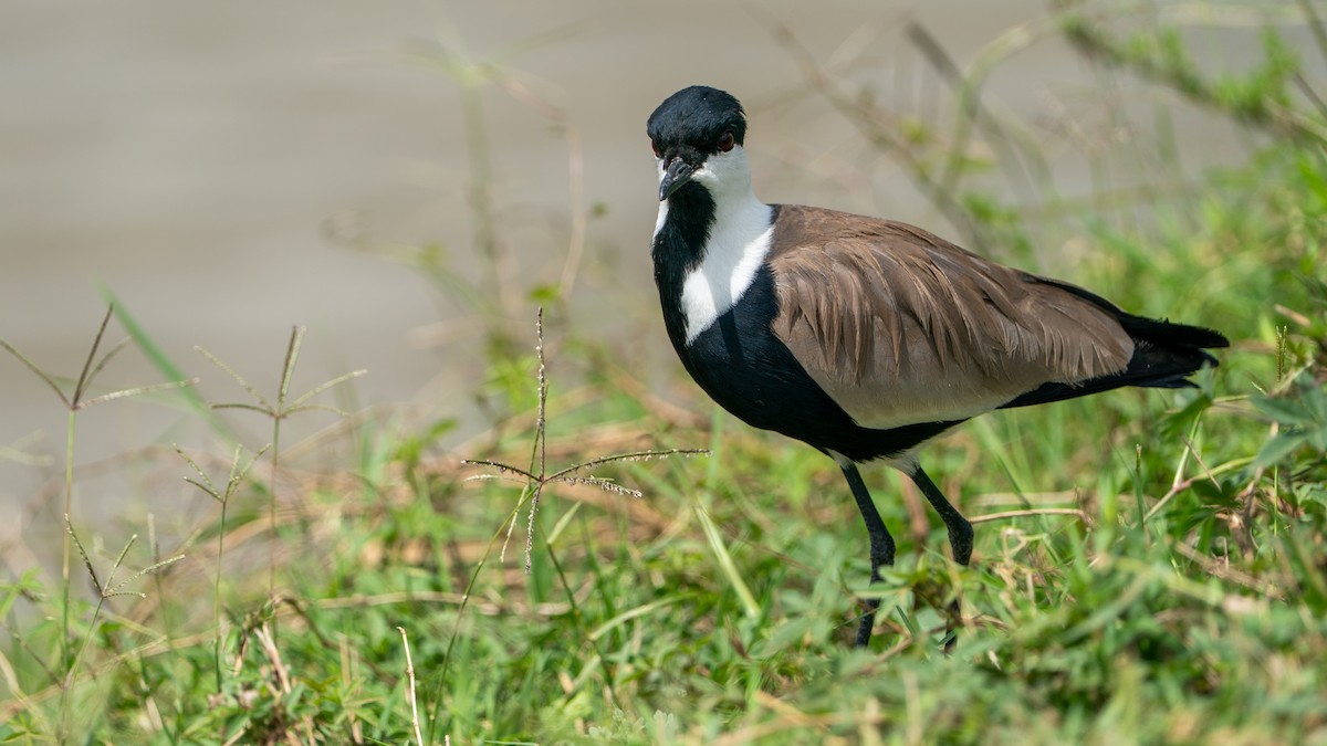 Vanneau à éperons - ML644369922