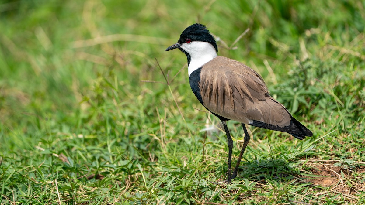 Vanneau à éperons - ML644369923