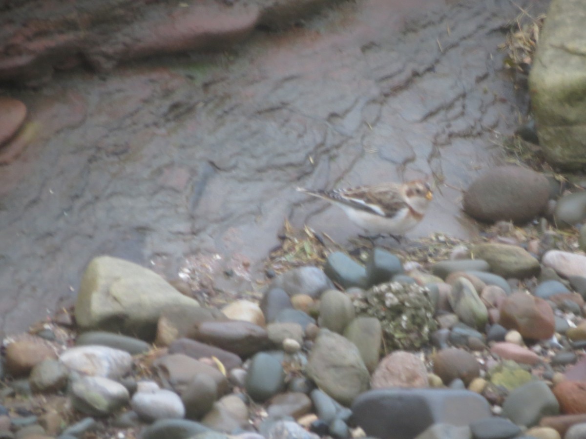 sněhule severní - ML644369924