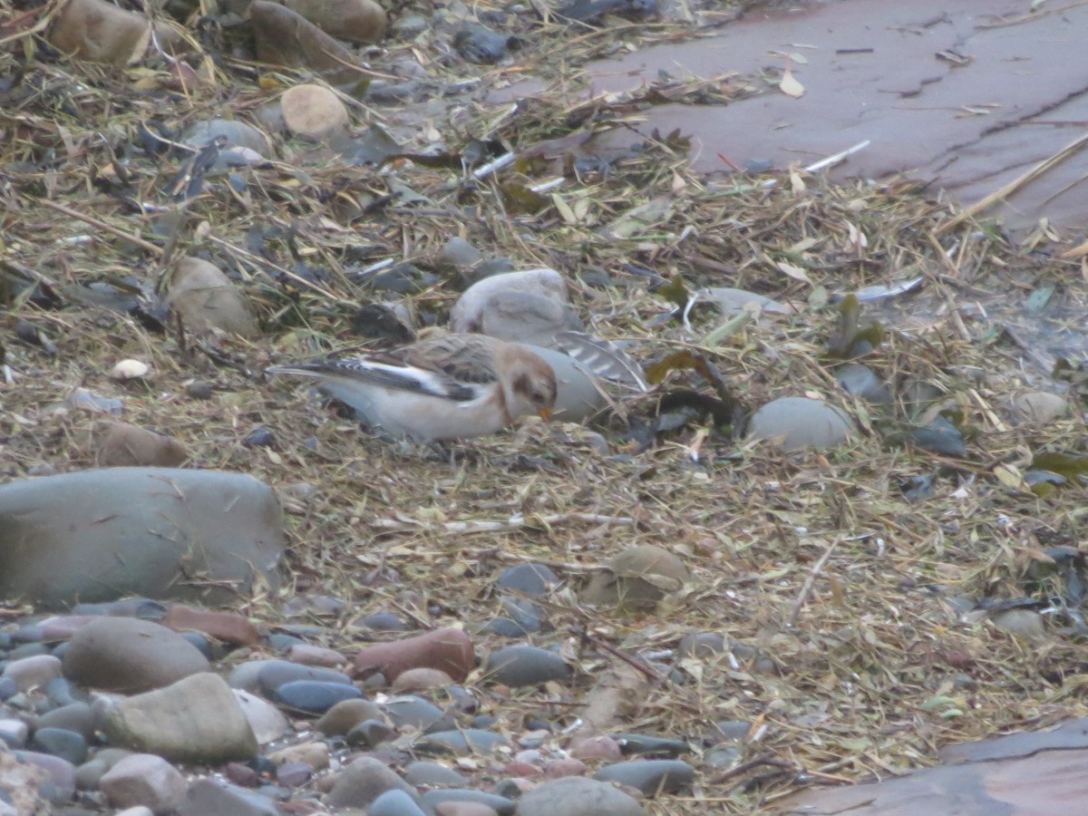 sněhule severní - ML644369925