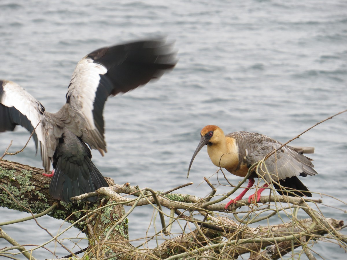 İbikli Sarıca Aynak - ML644369928
