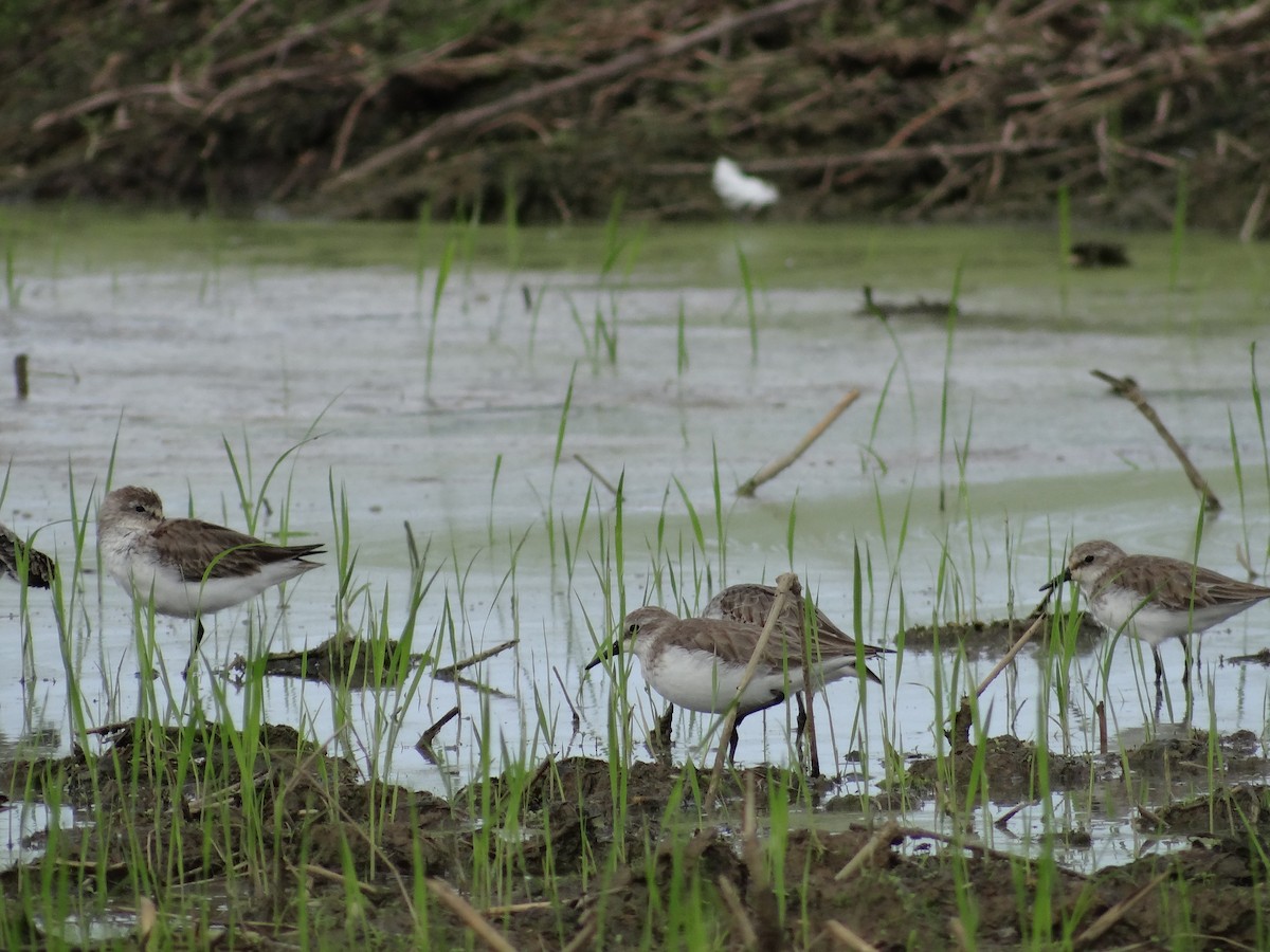 jespák srostloprstý - ML644369936