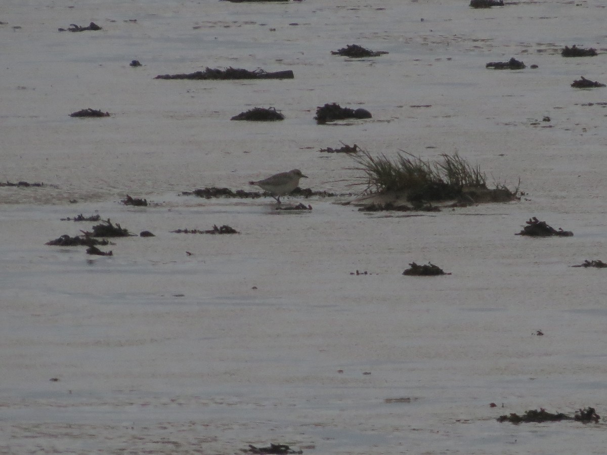 kulík bledý - ML644369943