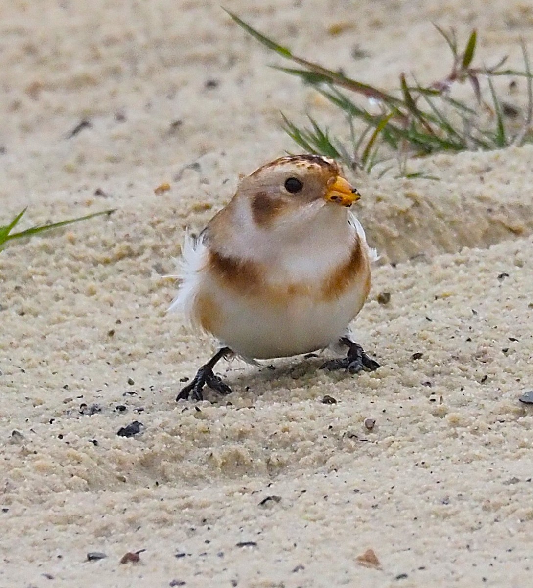 Plectrophane des neiges - ML644369955